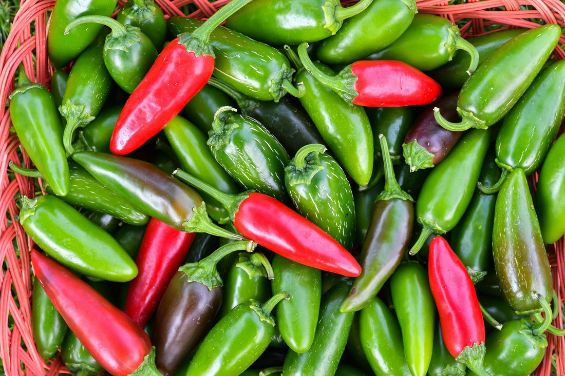 🌶 Why Jalapeño Peppers Are So Popular